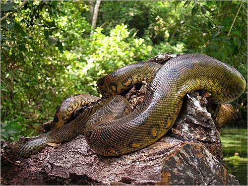 Trăn nước Anaconda cuộn mình trên một tảng đá